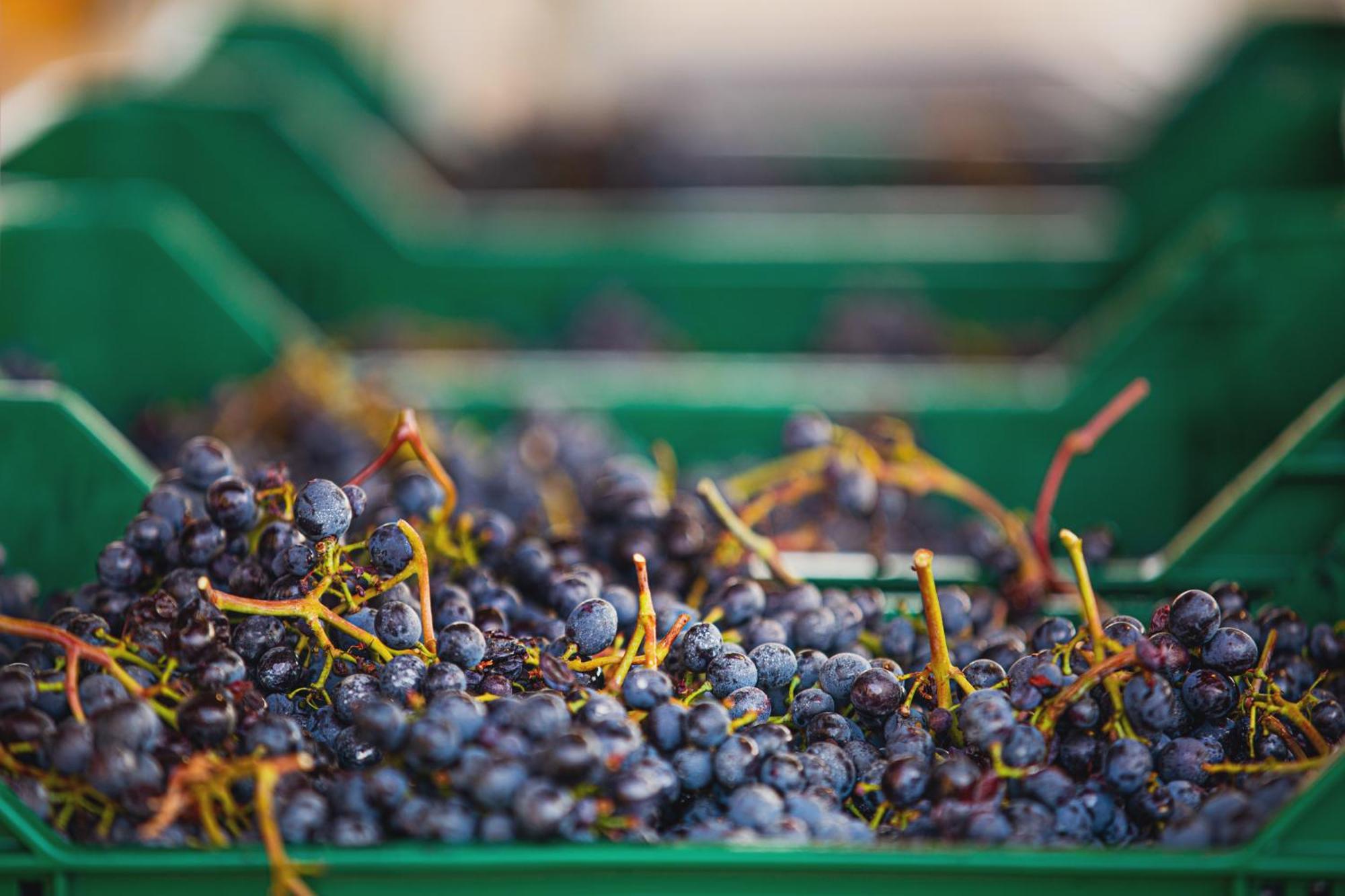 La Valletta Boutique Wine Estate Panzano in Chianti Exteriér fotografie